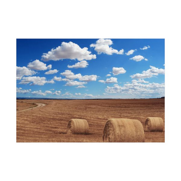 Agriculture Harvest Corn Poster