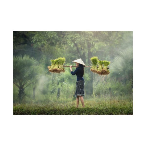 101875-787.jpg Rice Harvest Poster