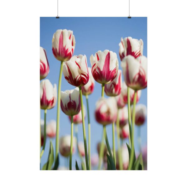 101894-221.jpg Ombre Pink and White Tulips Blooming in the Field Poster