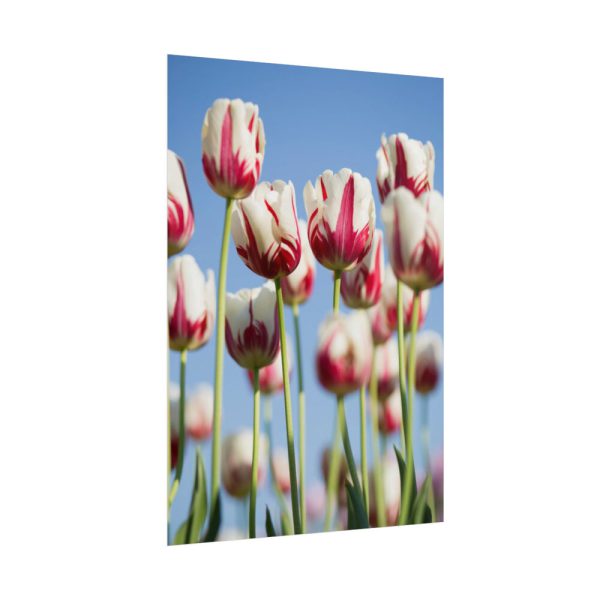 101894-222.jpg Ombre Pink and White Tulips Blooming in the Field Poster