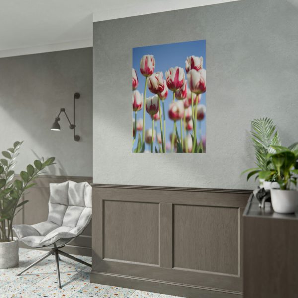101894-224.jpg Ombre Pink and White Tulips Blooming in the Field Poster