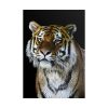 101894-70.jpg Cute Siberian Tiger Poster