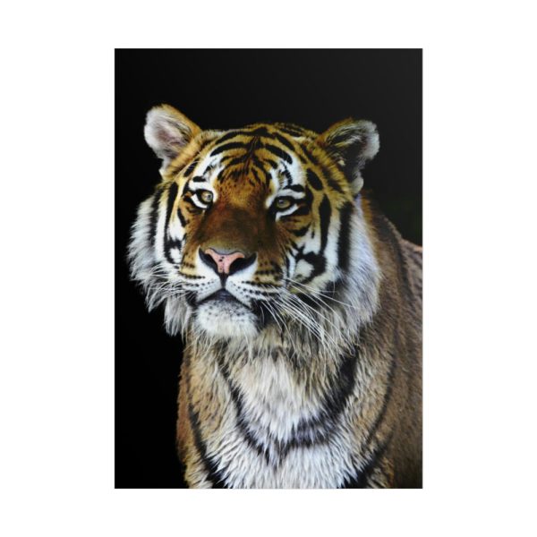 101894-70.jpg Cute Siberian Tiger Poster