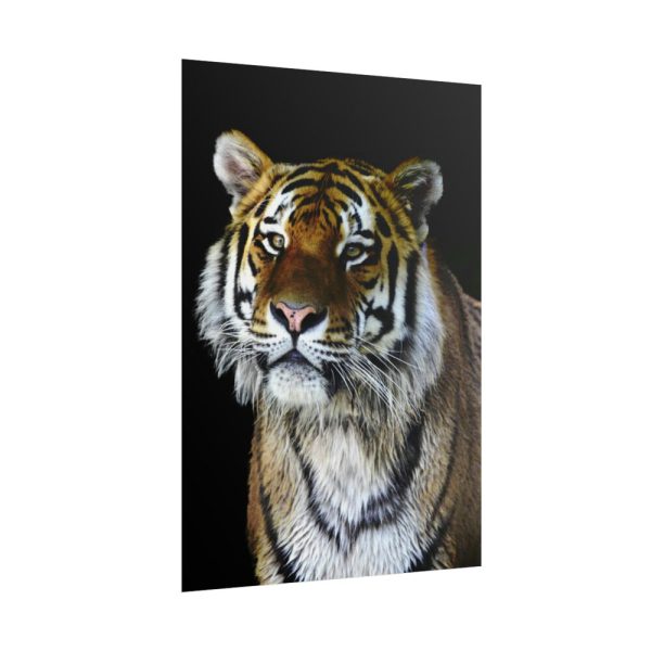 101894-72.jpg Cute Siberian Tiger Poster