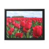 88282-5.jpg Red Tulip Field Framed Canvas