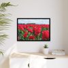 88285-8.jpg Red Tulip Field Framed Canvas