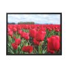88286-5.jpg Red Tulip Field Framed Canvas