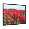 88286-6.jpg Red Tulip Field Framed Canvas