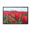 88287-5.jpg Red Tulip Field Framed Canvas