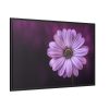 88289-190.jpg Purple Daisy Flower Framed Canvas