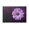 88289-191.jpg Purple Daisy Flower Framed Canvas