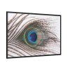 88289-225.jpg Peacock Feather Framed Canvas