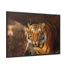 88289-240.jpg Tiger Roaring Framed Canvas