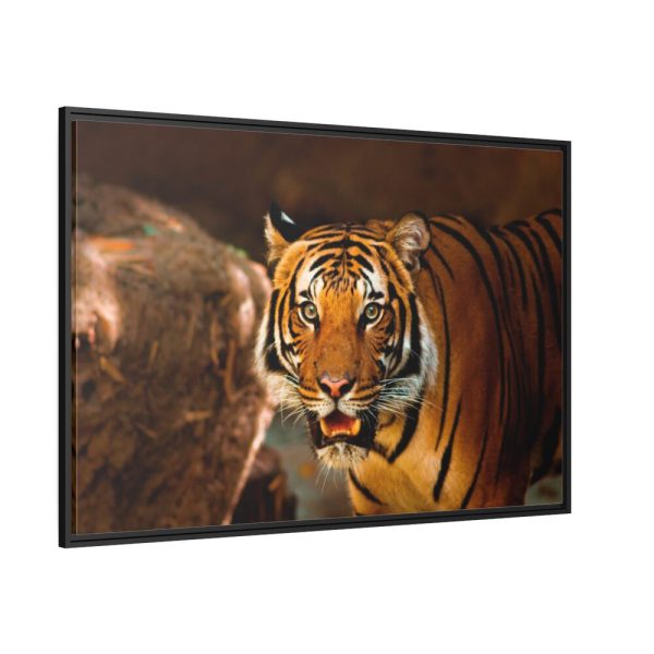 88289-240.jpg Tiger Roaring Framed Canvas