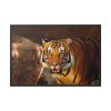 88289-241.jpg Tiger Roaring Framed Canvas