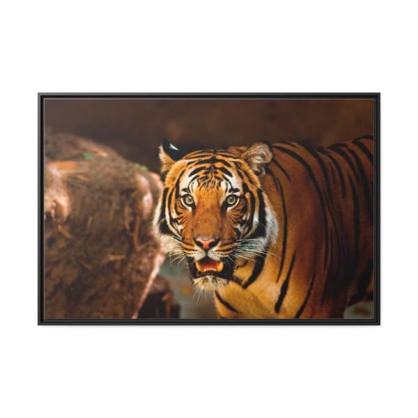 88289-241.jpg Tiger Roaring Framed Canvas