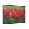 88289-580.jpg Vibrant Red Tulips Bloom in a Field Framed Canvas