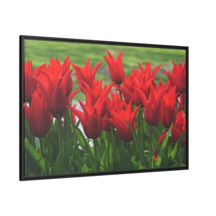 Vibrant Red Tulips Bloom in a Field Framed Canvas
