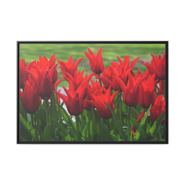 88289-581.jpg Vibrant Red Tulips Bloom in a Field Framed Canvas