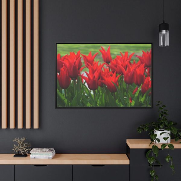 88289-584.jpg Vibrant Red Tulips Bloom in a Field Framed Canvas
