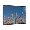A Low-Angle Shot of a Field of Red Tulips Framed Canvas