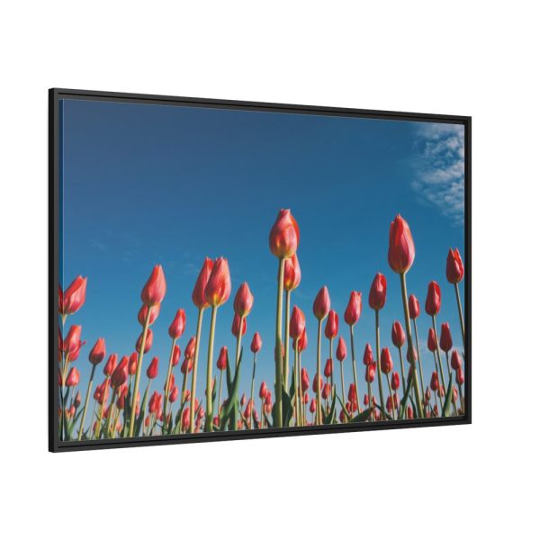 A Low-Angle Shot of a Field of Red Tulips Framed Canvas