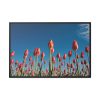A Low-Angle Shot of a Field of Red Tulips Framed Canvas