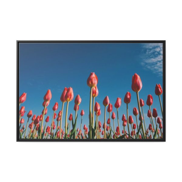 A Low-Angle Shot of a Field of Red Tulips Framed Canvas