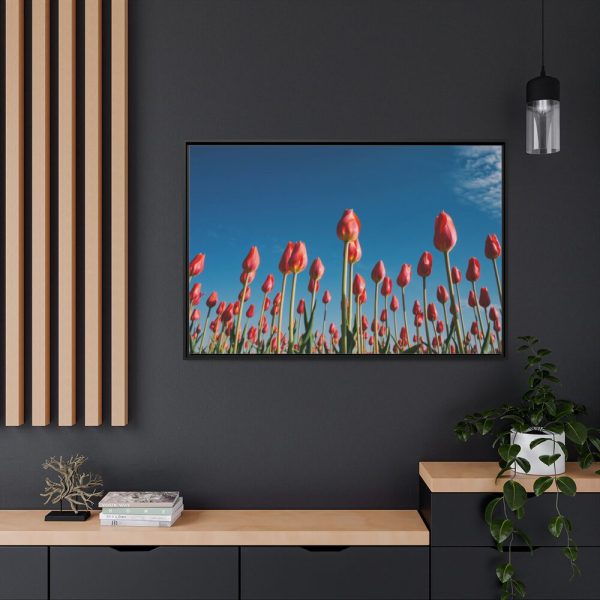 A Low-Angle Shot of a Field of Red Tulips Framed Canvas