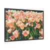 88289-590.jpg A Large Grouping of Light Tulips in Sunlight Framed Canvas