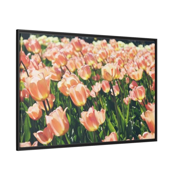 88289-590.jpg A Large Grouping of Light Tulips in Sunlight Framed Canvas
