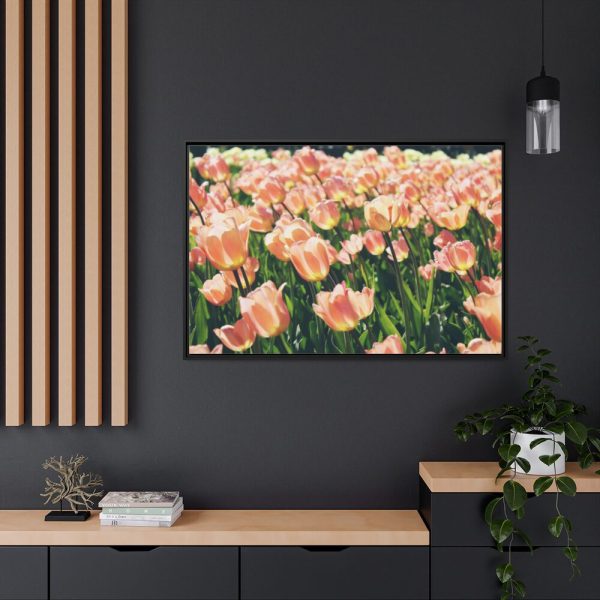 88289-594.jpg A Large Grouping of Light Tulips in Sunlight Framed Canvas