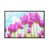 88289-646.jpg Pink Tulip Framed Canvas