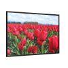 88289-655.jpg Red Tulip Field Framed Canvas