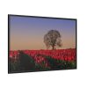 88289-660.jpg Tulips Field Framed Canvas