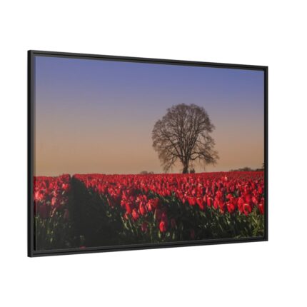 Tulips Field Framed Canvas