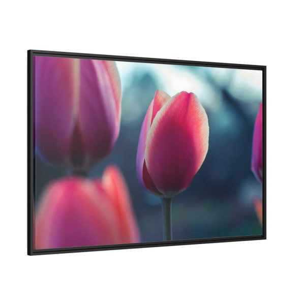 88289-665.jpg Blooming Pink Tulips in the Evening Light Framed Canvas