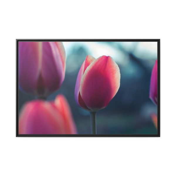 88289-666.jpg Blooming Pink Tulips in the Evening Light Framed Canvas
