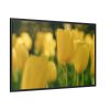 88289-670.jpg Yellow Tulips Blooming in the Field Framed Canvas