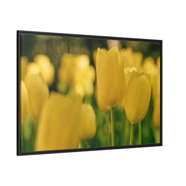 88289-670.jpg Yellow Tulips Blooming in the Field Framed Canvas