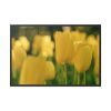 88289-671.jpg Yellow Tulips Blooming in the Field Framed Canvas
