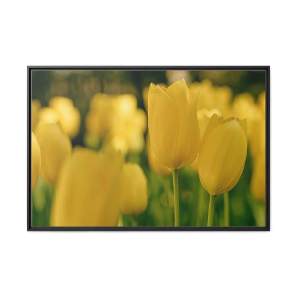 88289-671.jpg Yellow Tulips Blooming in the Field Framed Canvas