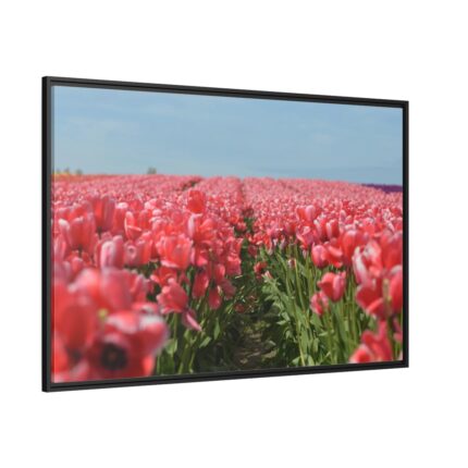 Pink Tulip Field Framed Canvas