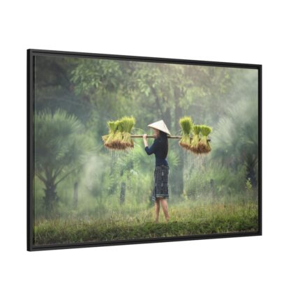 Rice Harvest Framed Canvas