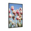 88299-150.jpg Ombre Pink and White Tulips Blooming in the Field Framed Canvas