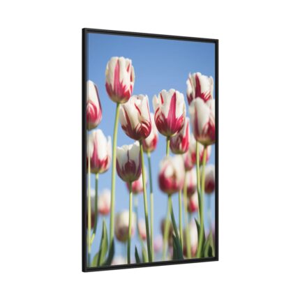 Ombre Pink and White Tulips Blooming in the Field Framed Canvas