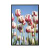 88299-151.jpg Ombre Pink and White Tulips Blooming in the Field Framed Canvas