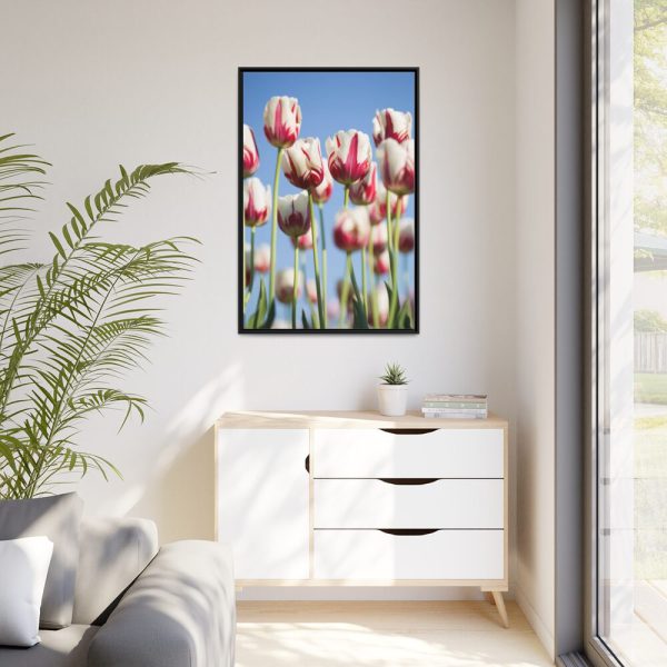 88299-153.jpg Ombre Pink and White Tulips Blooming in the Field Framed Canvas