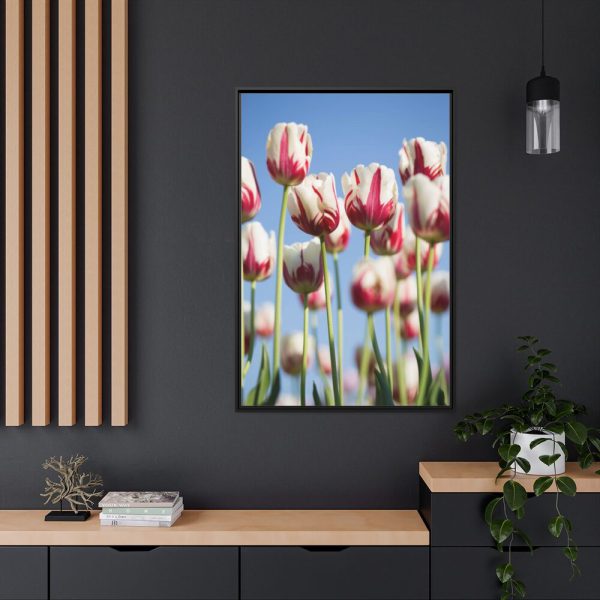 88299-154.jpg Ombre Pink and White Tulips Blooming in the Field Framed Canvas