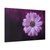 91638-190.jpg Purple Daisy Flower Standard Canvas